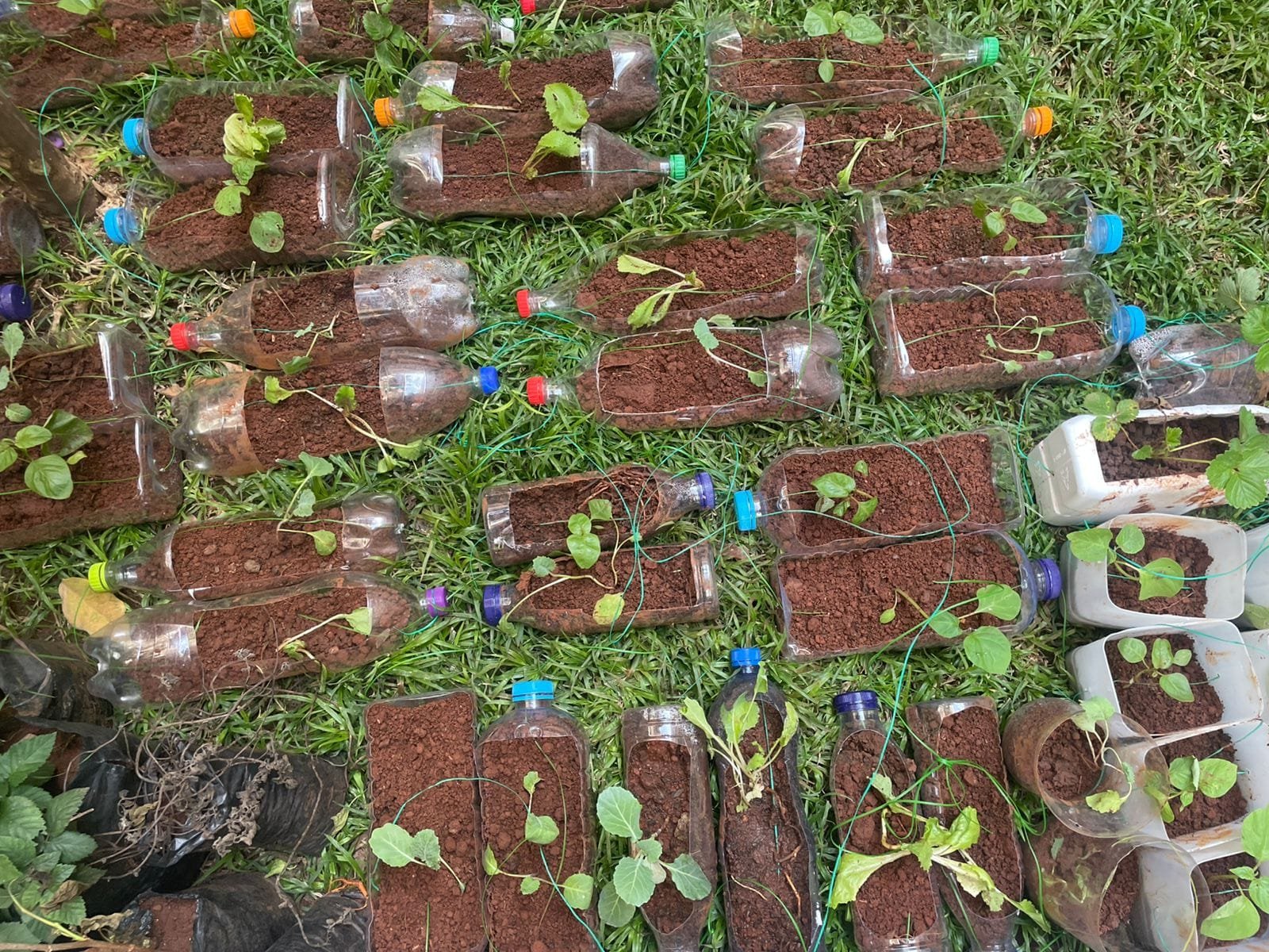 The same bottles washed, cut open and planted with green seedlings