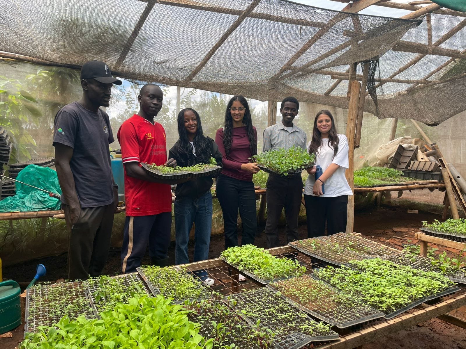 A tray of young seedlings ready for transplanting
